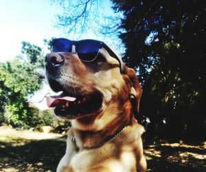 Close-up of dog sticking out tongue against sky