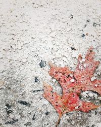 Close-up of red leaf