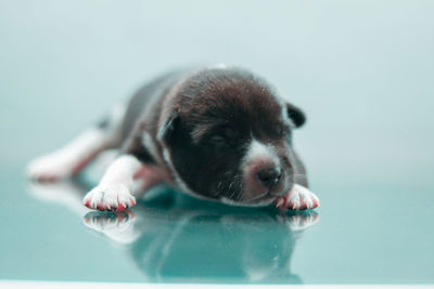 Close-up of a dog