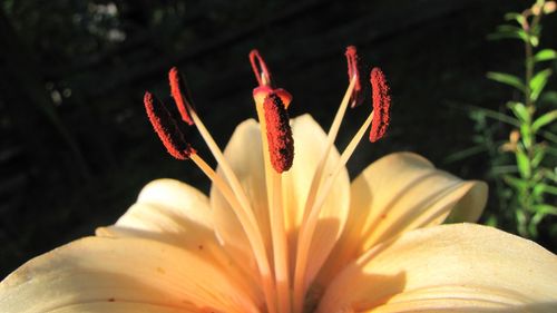 Close-up of flower blooming outdoors