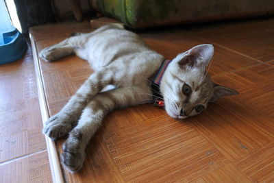 High angle view of a cat resting on hardwood floor