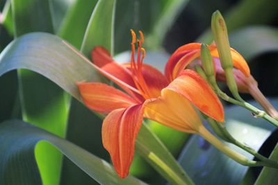 Close-up of orange flower