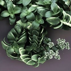 Close-up of succulent plant on purple background