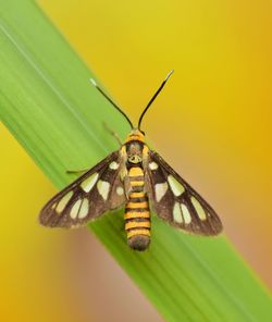 Close-up of butterfly on yellow leaf