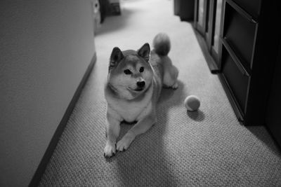 Portrait of dog relaxing on floor at home