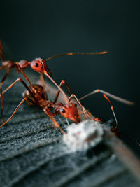 Close-up of insect