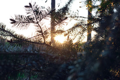 Sun shining through trees