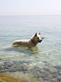 Dog in a sea