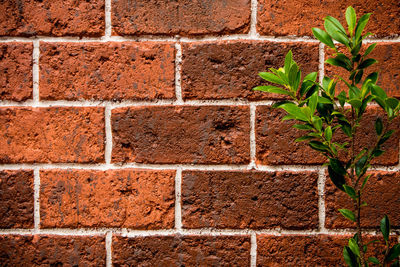Ornamental plant on the red brick wall