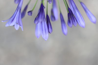 Close-up of purple flowering plant