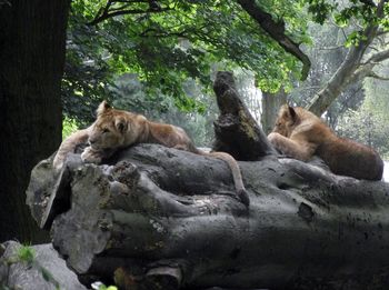 View of two cats resting on tree trunk in forest