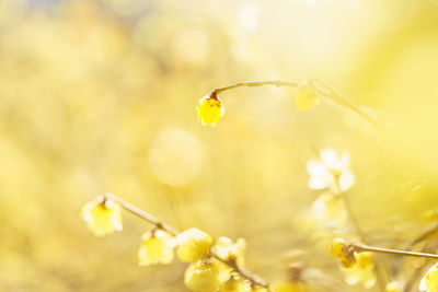 Close-up of yellow flowering plant