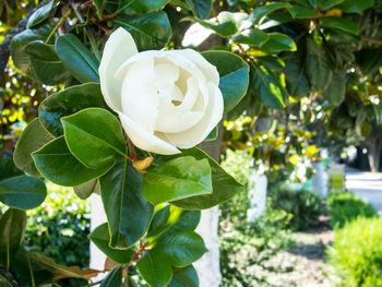 Close-up of white flower blooming on tree