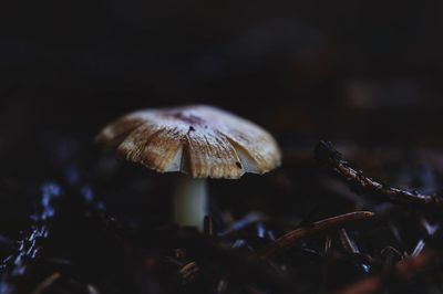 Close-up of mushroom in forest