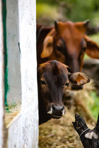 Close-up of cow