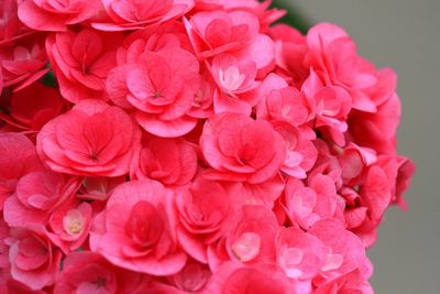 Close-up of pink rose