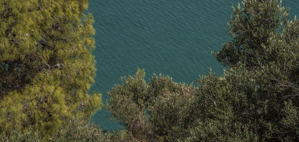 High angle view of trees by sea