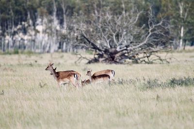 Deer flock grazing at the huge kalvebod fælled next to copenhagen.