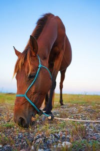 Horse on the hill, sumba island, indonesia