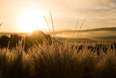 Close-up of grass on field against sky during sunset