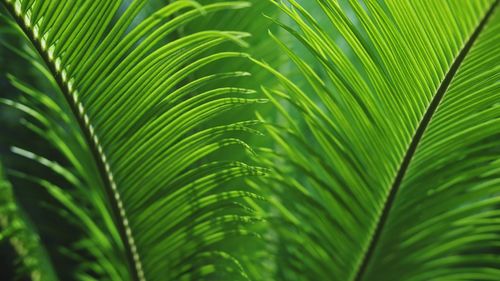 Close-up of palm tree leaves