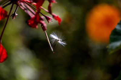 Close-up of red flowers