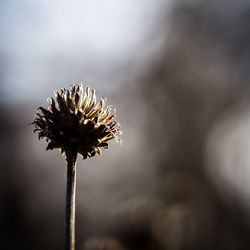 Close-up of dry plant