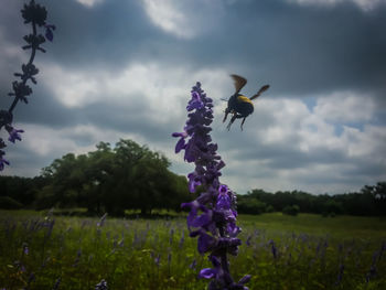 Purple flowers blooming in field