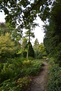 Narrow road along trees in forest