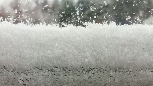 Close-up of raindrops on tree