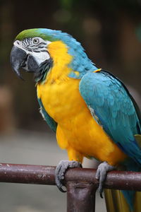 Close-up of parrot