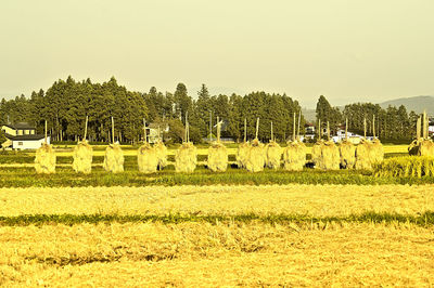 Scenic view of field against clear sky