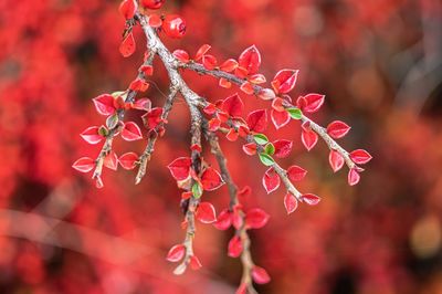 Close-up of red berries growing on tree