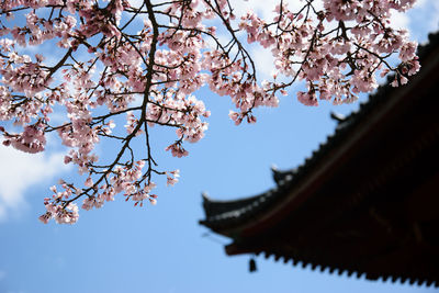 Low angle view of cherry blossoms and roof against sky