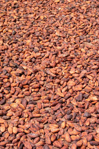 Texture of cocoa nuts that are drying in the sun