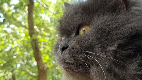 Close-up of a cat looking away