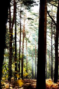 Trees in forest against sky