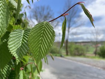 Close-up of plant growing on road