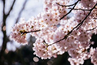 Low angle view of cherry blossoms