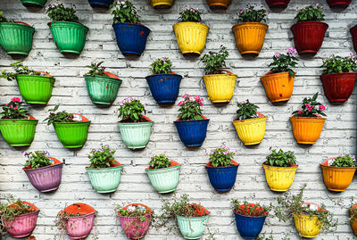 Multi colored potted plants