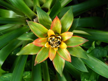 Close-up of flower