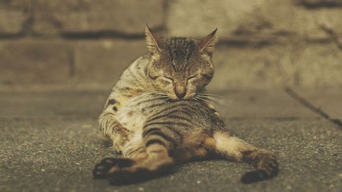 Close-up of tiger lying down