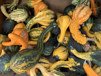 High angle view of pumpkins in market