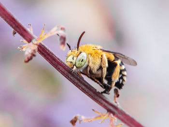 Close-up of bee on stem