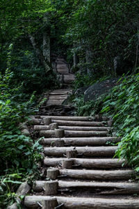 Steps leading to plants