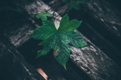 High angle view of plant growing outdoors