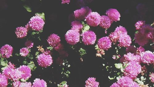 Close-up of pink flowers in garden