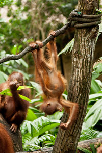 Monkey hanging on tree