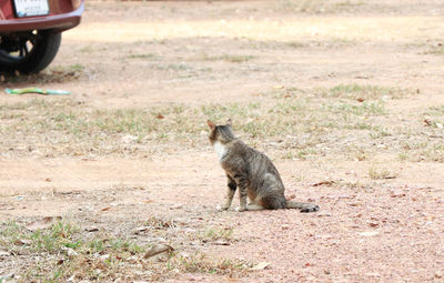 Squirrel on field