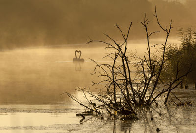 View of bird on bare tree against sky